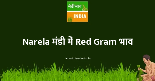 Red Gram भाव